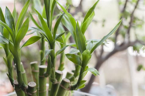 發財樹禁忌|風水植物｜不只富貴竹！7款招財/招桃花植物推介+不 